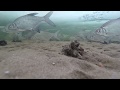 Рыба есть , но не ест! Подводная съёмка.Underwater survey.