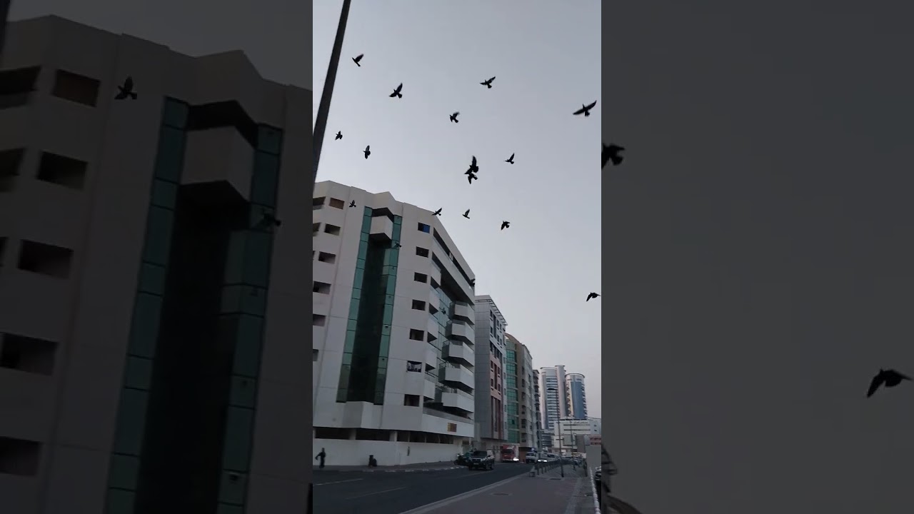 Rolla Street Morning | Bur Dubai | 