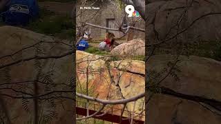 Lion At El Paso Zoo To Predict Super Bowl Winner
