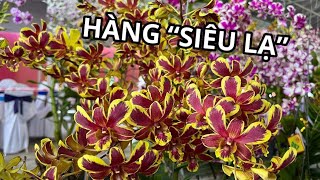 HOA LAN DUY PHONG đang phát trực tiếp!