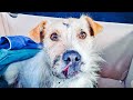 BROKEN DOG PATIENTLY WAITS FOR US TO RESCUE HIM! PEANUT’S TOUCHING RESCUE STORY!
