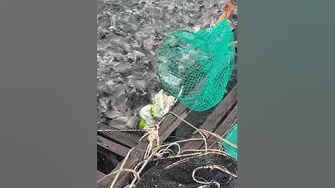 @giathuysan 🔴 Gấp rút thu hoạch bè Cá Dìa chạy bão cho bà con Miền Trung #cádìa @cabienvietnam​