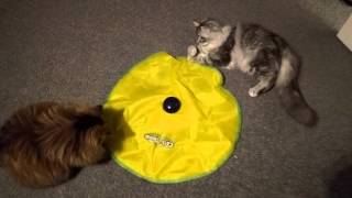 Siberian cats play by Melanie Ratha 393 views 8 years ago 1 minute, 4 seconds