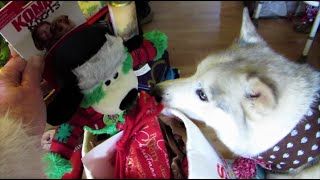 Delighted HUSKY EAGERLY UNWRAPS his CHRISTMAS gifts .. enjoys every single one ... Part 1