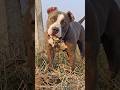 Which Dog Would You Choose Max Pitbull Facts Dogfacts Dogshorts Shorts Dogvideos Pets 