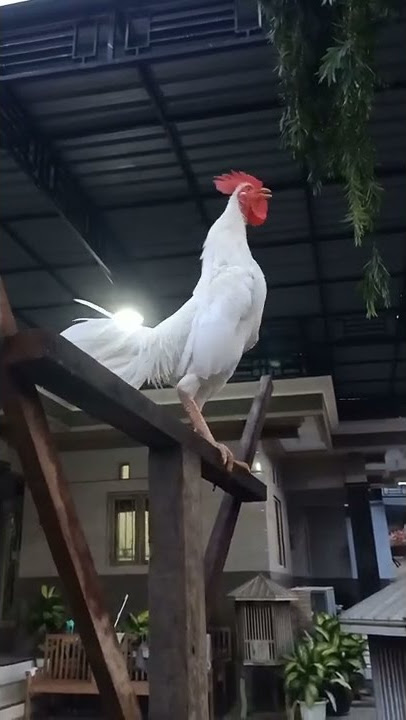 AYAM KEKOK - RATU JODHA || AYAM KEKOK SUARA PENDEK || AYAM KEKOK KHAS MADURA