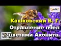 #Кашковский В. Г. Отравление пчел цветами Аконита.