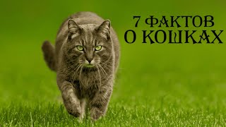 видео: 7 удивительных фактов о КОШКАХ, которые ТЫ не ЗНАЛ! картинка: 7 удивительных фактов о КОШКАХ, которые ТЫ не ЗНАЛ!
