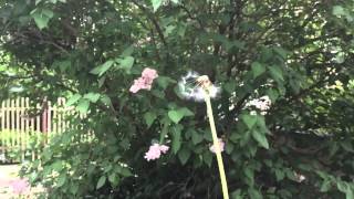 blowing a dandelion in slow motion