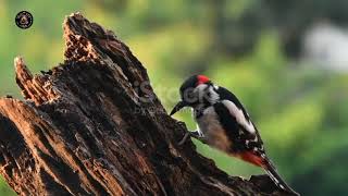 The Woodpecker Natures Busy Architect