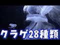 鶴岡市立加茂水族館のクラゲ 2018.5.3 の動画、YouTube動画。