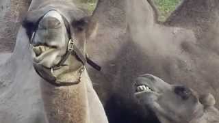 Funny Camels: Bactrians | Забавные верблюды: бактрианы