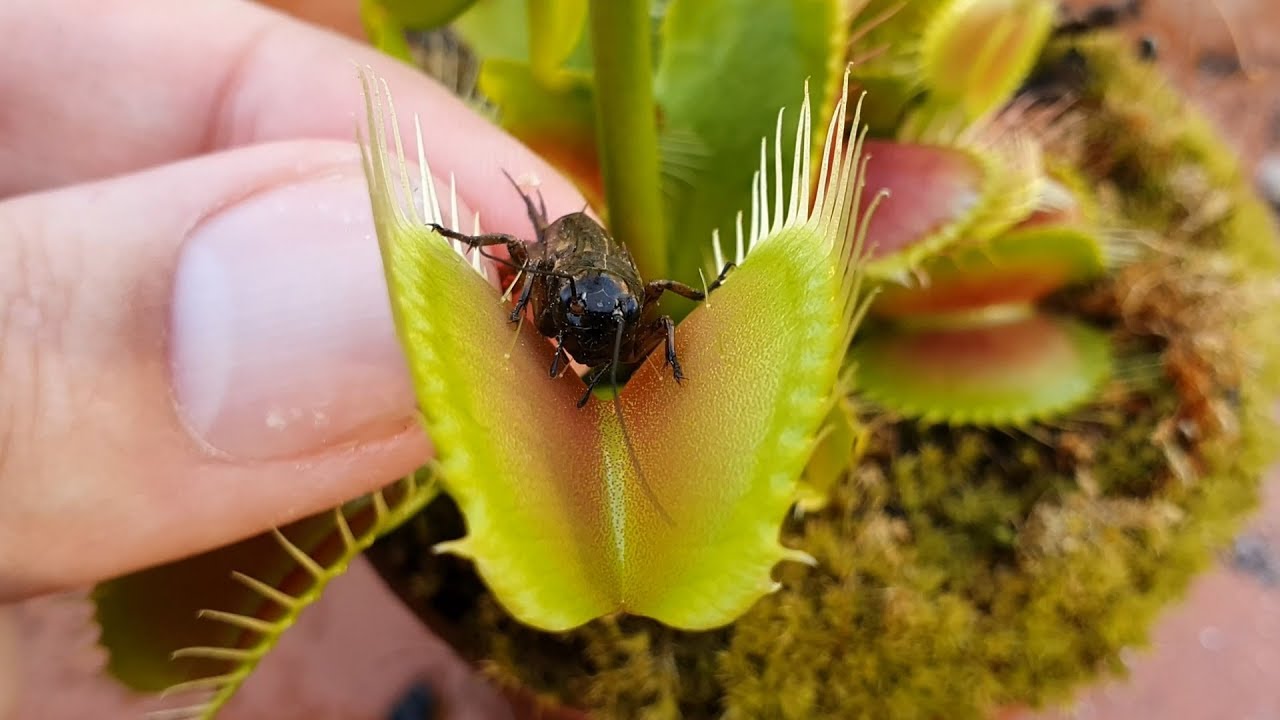 Venus Flytrap Squashes Cricket (better angle) YouTube