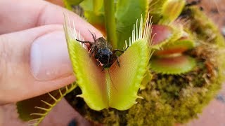 Venus Flytrap Squashes Cricket (better angle)