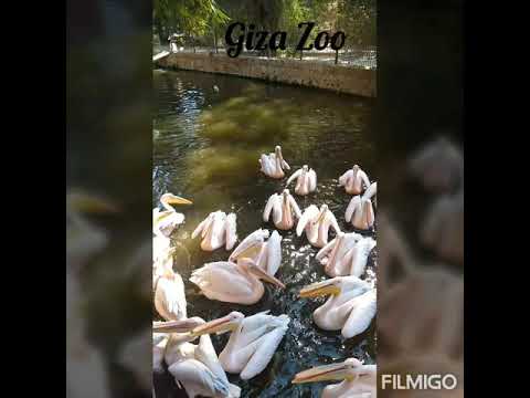 حديقة الحيوانات 2019   مقاطع على اغنية للأطفال لبوجي و طمطم