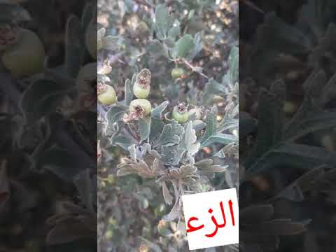 التداوي بالأعشاب مع فوائد الزعرور الشائك