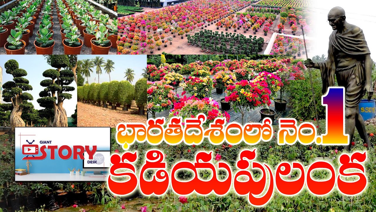 kadiyam Nurseries best video2022,Rajahmundry latest,కడియం నర్సరీల