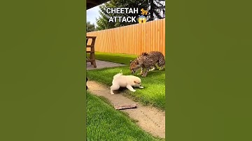 German Shepherd SAVES Puppy from Cheetah Attack! 😱🐕