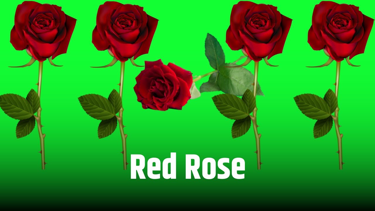 RED ROSE || GREEN SCREEN || CHROME KEY || CONTENT FOR CREATORS - YouTube