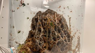 Ant colony LIVE  (Leafcutter ants) Atta Cephalotes