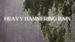 Cozy Rain Ambience: Zen Visuals Of Hammering Rain