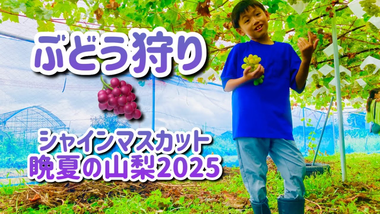 【晩夏の山梨】🍇葡萄狩り🍇シャインマスカット♨️ほったらかし温泉🍱 酒蔵🍶櫂
