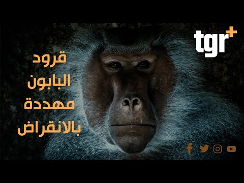 فيديو: من هم قرد البابون