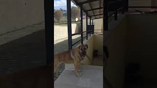 The Method Of Artificial Insemination Was Deemed Suitable For The Offspring Suni Tohumlama