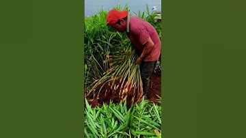 Panen jahe di ladang dengan hasil yang sangat memuaskan #shorts