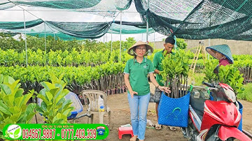 930 cây mít thái giao về an giang _ cây mít trồng kinh tế