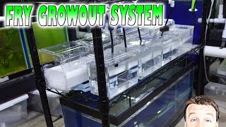 DIY Fry Grow Out Rack - Holds 1000s of Fry