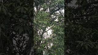 berburu buah terenak  di kalimantan #berburu #buah #segara #hunting #fypシ #kalimantanbarat