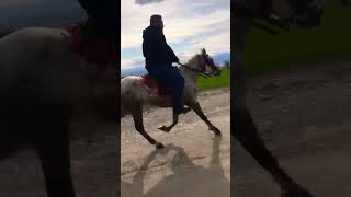 rahvan atlar alparslan arslanın atı