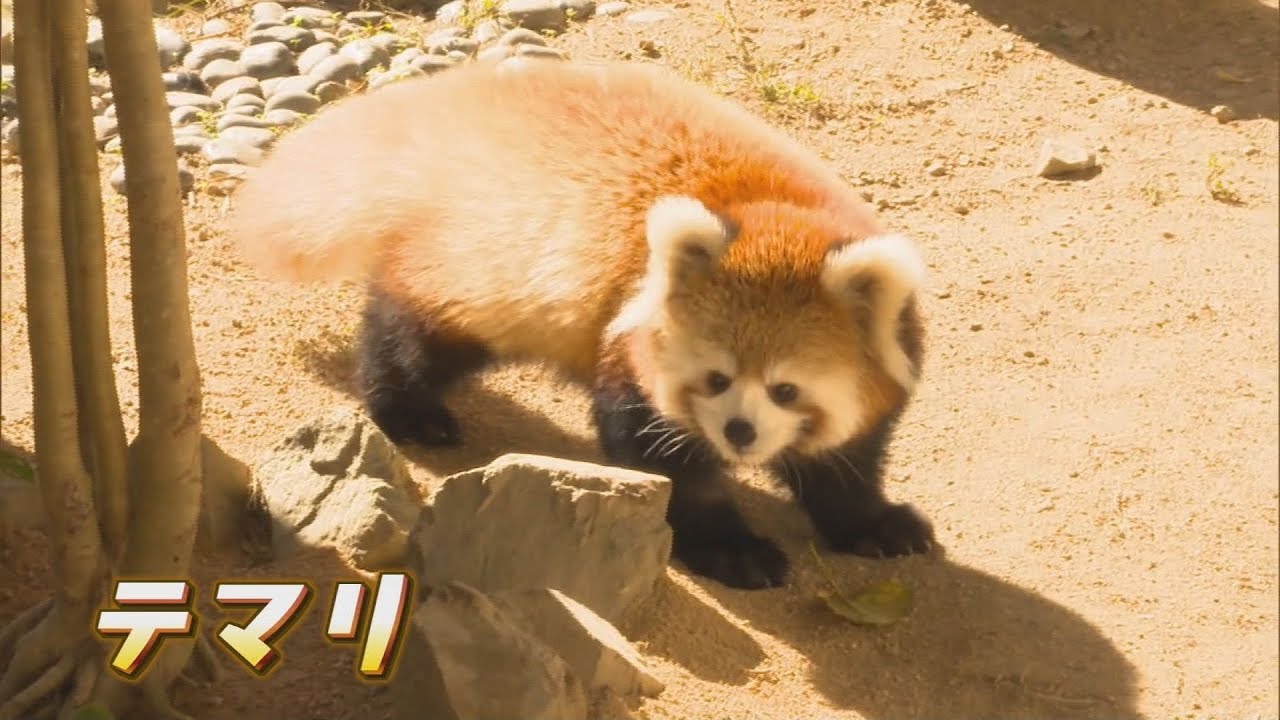 ことし６月に誕生 レッサーパンダの赤ちゃん公開 Youtube