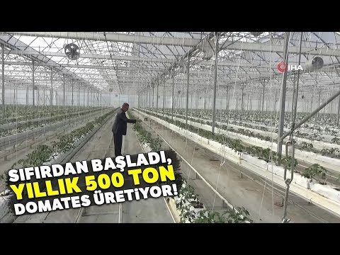 Video: Bir Serada Domates Yetiştirmek Için Tarım Teknolojisi