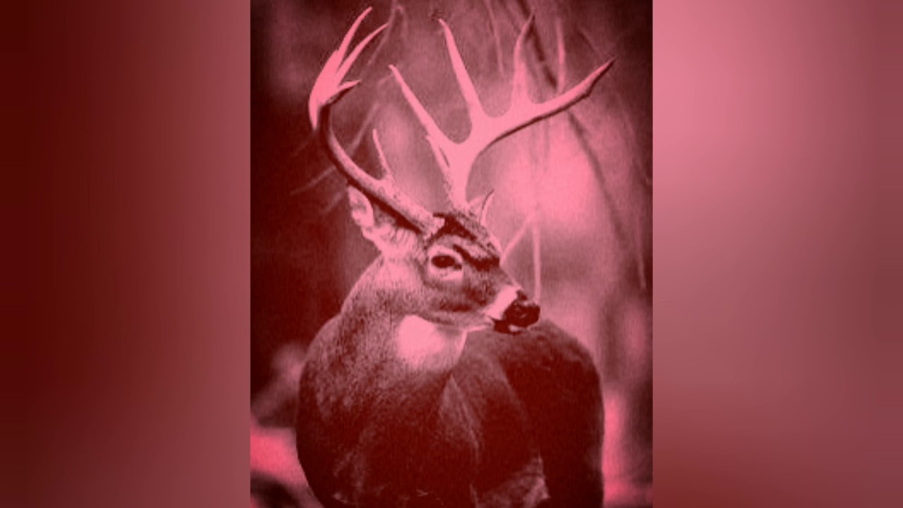 -  raw guitar tracks