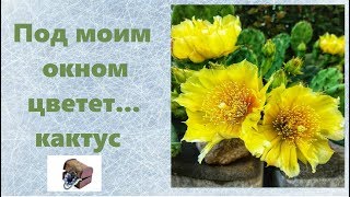 Под моим окном ...цветет кактус