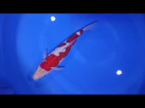Ai Goromo