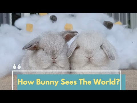 Video: When Bunnies Attack: Apa yang Harus Dilakukan Saat Kelinci Anda Gigit