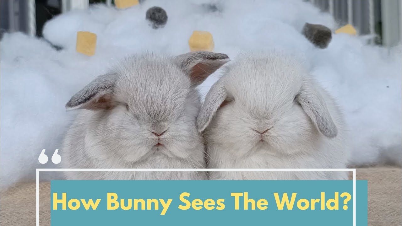 What Do Rabbits See?