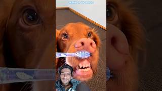 Owner Removes Tick From Dog 🐶❤️ ##DogCare #DogLover#PetCare #PetLovers#CuteAnimals #Trending#shorts