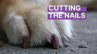 Cutting Your Dog's Nails