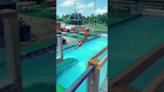 Dogs That Fly - American Pit Bull T...