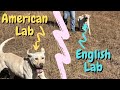 American Labs vs. English Labs // I own them both!