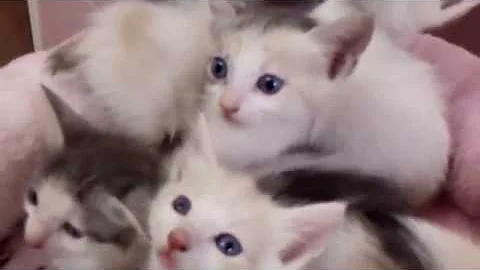 Video 1305041: japanese bobtail kittens born, kittens litter