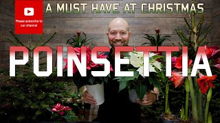 The Poinsettia Your Essential Christmas Flower Guide ❄️🪴🎄