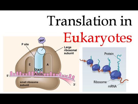 Video: Eksperimentell Påvisning Av Korte Regulatoriske Motiver I Eukaryote Proteiner: Tips For God Praksis Så Vel Som For Dårlig