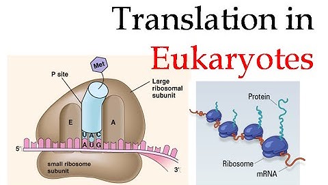 Protein translation in eukaryotes