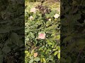 আসল চমক তো শেষেই 🫨। #freshflower #whiterose #gurden #freshflower #viral #trending #shortvideo