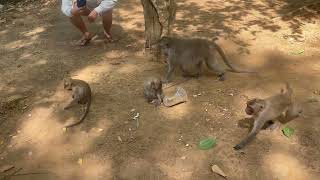 Two monkeys are lying on their backs with their legs in the air near the centre of the image